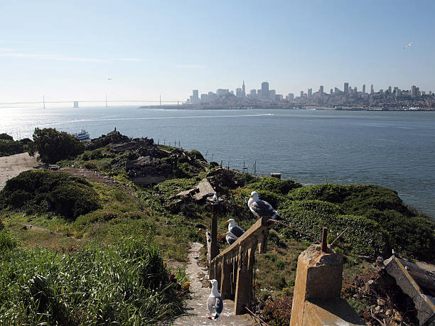 istock Western Gulls Hangout on broken stairs with San Francisco skylin 614432210