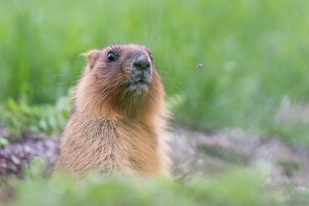 Marmot and mosquito Steppe marmot (Marmota Bobak) woodchuck photos stock pictures, royalty-free photos & images