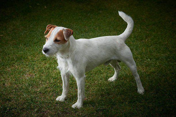 緑の草の上に立っているジャックラッセルパーソンテリアペット犬 - テリア ストックフォトと画像