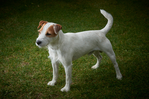 Jack Russell Parson Terrier pet dog standing on green grass outside in the garden