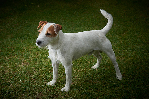 jack russell parson terrier pet dog standing on green grass - terrier imagens e fotografias de stock