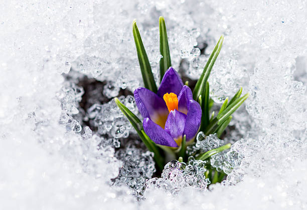 purple crocus with snow - single flower flower crocus spring imagens e fotografias de stock