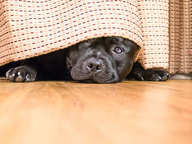 Staffordshire Bull Terrier hding under a curtain, drape. Cute, shy, Staffordshire Bull Terrier dog lying on a wood floor hiding under a curtain, drape, one open eye can be seen as he is peeking out. hiding stock pictures, royalty-free photos & images