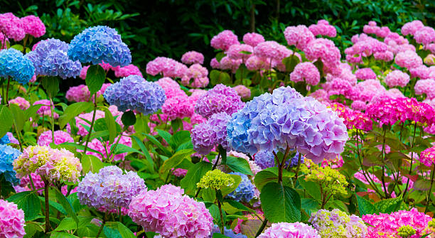 purple and pink hydrangea flowers - ortanca stok fotoğraflar ve resimler