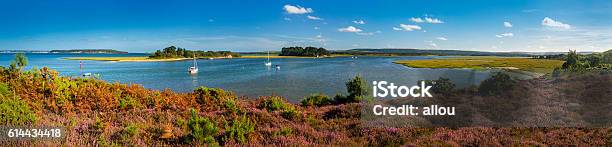 Panorama Of Islands In Poole Harbour With Heather Foreground Stock Photo - Download Image Now
