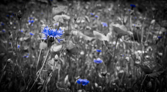 Deep blue cornflower wild flowers grow in a meadow of poppie and daisies. The colour has been bleached from all except the cornflower blue