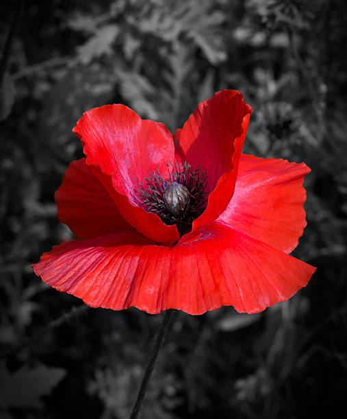 istock A bright, red poppy on a black and white background 614434476