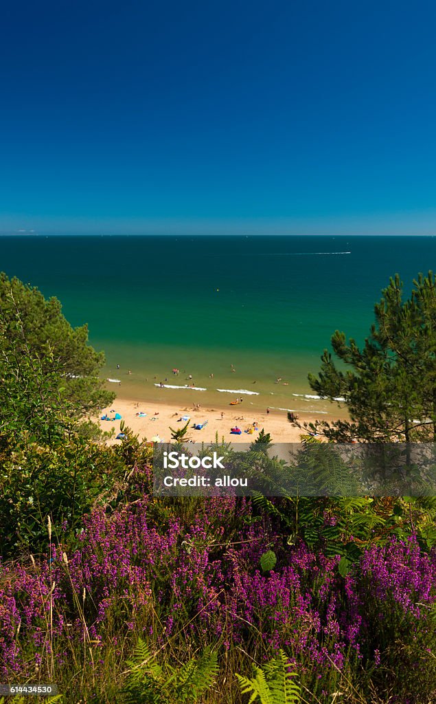 Heather on cliffs over sandy beaches at Poole near Bournemouth Beautiful pale yellow sands on the Dorset Coast with waves breaking on the shoreline from green seas under blue skies. Heather grows bright purple on the cliff tops. Beach Stock Photo