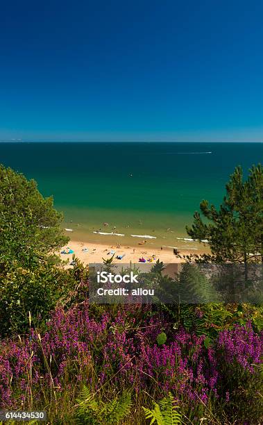 Heather On Cliffs Over Sandy Beaches At Poole Near Bournemouth Stock Photo - Download Image Now