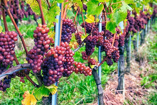 Bunch of red grapes growing in a vineyard