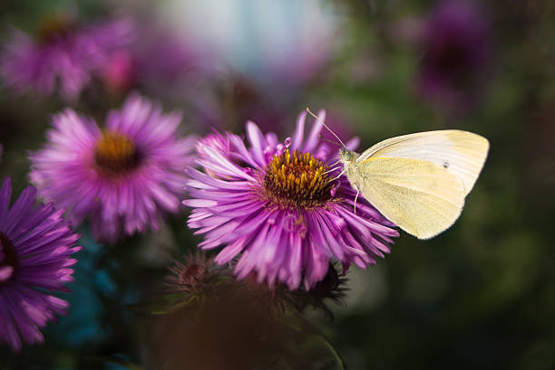istock Butterfly on a purple flower 614434662