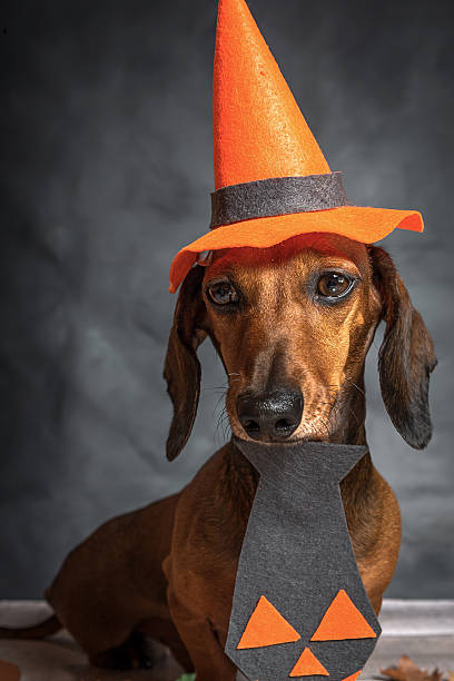 istock Dachshund funny dog dressed for halloween 614434858