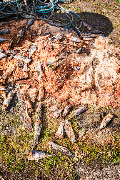 мертвая рыба и корм на краю гавани - fish catch of fish catching dead animal стоковые фото и изображения