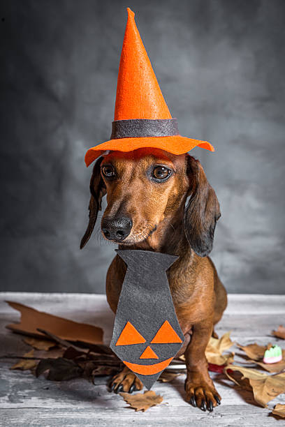istock Dachshund funny dog dressed for halloween 614435166