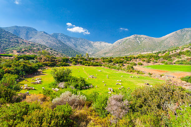 그리스 풍경 : 초원에 양 떼 - greece blue forest national landmark 뉴스 사진 이미지