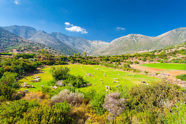 greece landscape: a flock of sheep on the grasslands - greece blue forest national landmark imagens e fotografias de stock