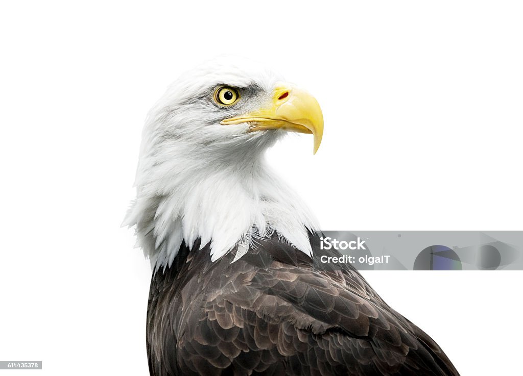 aquila calva isolata su bianco - Foto stock royalty-free di Aquila