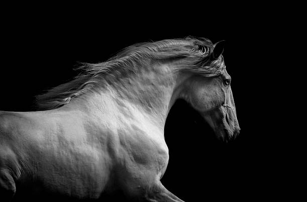 istock lusitano horse monochrome dramatic portrait 614435440