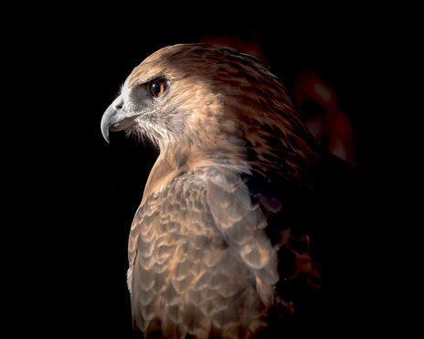 Portrait of a Red-Tailed Hawk