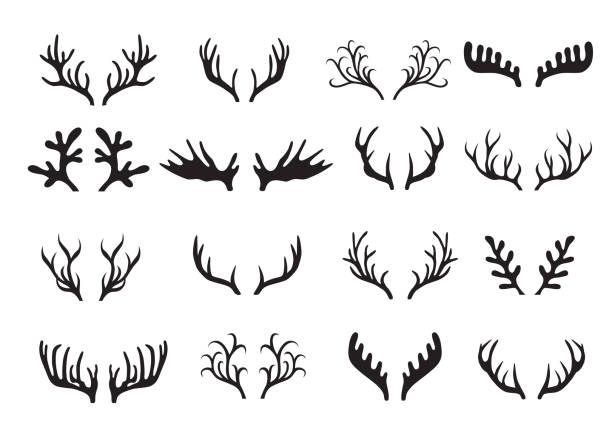 ilustraciones, imágenes clip art, dibujos animados e iconos de stock de astas de ciervo establecidas aisladas sobre fondo blanco. - stags horn