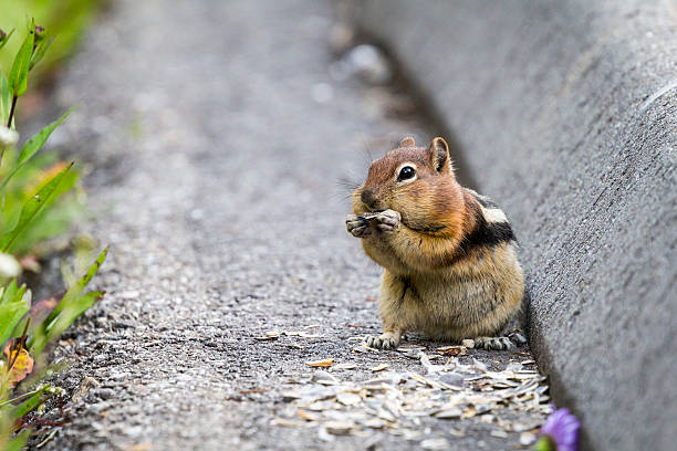 Chipmunk with puffy cheeks stock photo