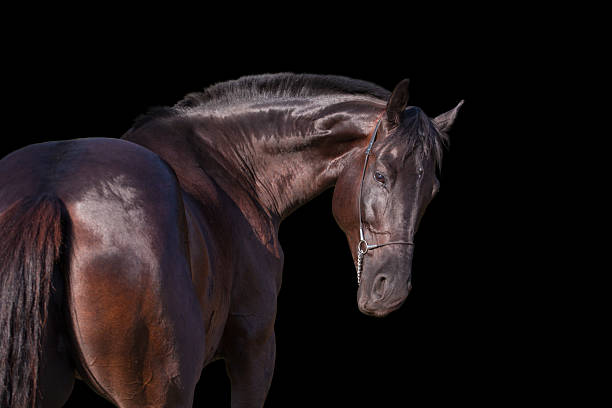 istock Dark brown horse portrait isolated on black background 614437896
