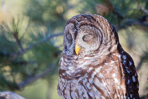 A barred owl takes a nap in a tree during the day.