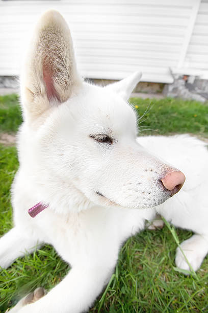 istock funny picture of a big white fluffy dog 614438200