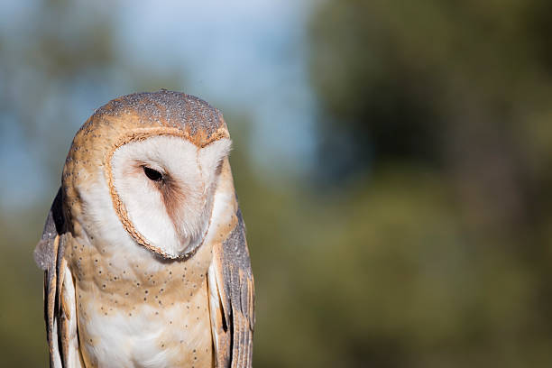 Barn Owl stock photo