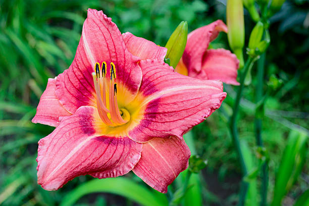istock Pink daylily (Hemerocallis) closeup 614438356