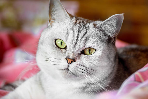 istock gray cat. close-up. Beautiful eyes 614438502