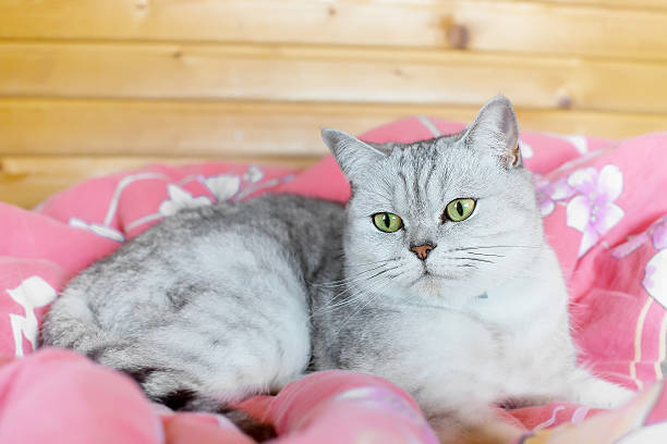 istock beautiful gray tabby cat. looking to the side 614438732