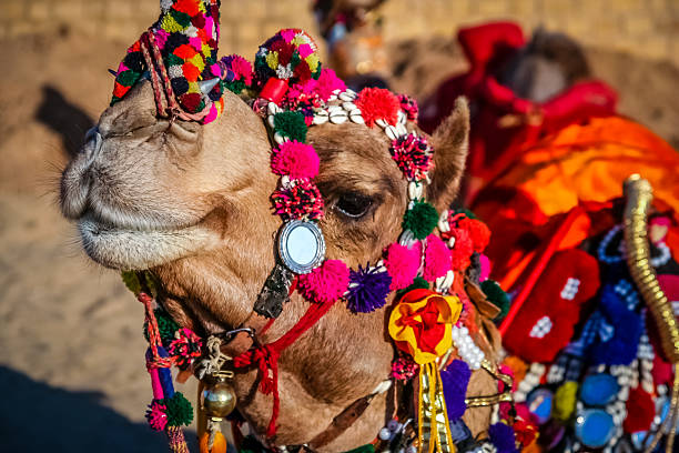 istock Dandified camel during camel festival 614438820