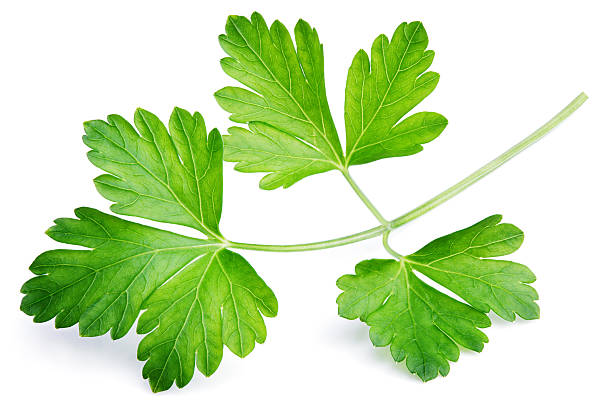 feuille de persil de jardin (coriandre) isolée sur blanc - parsley photos et images de collection