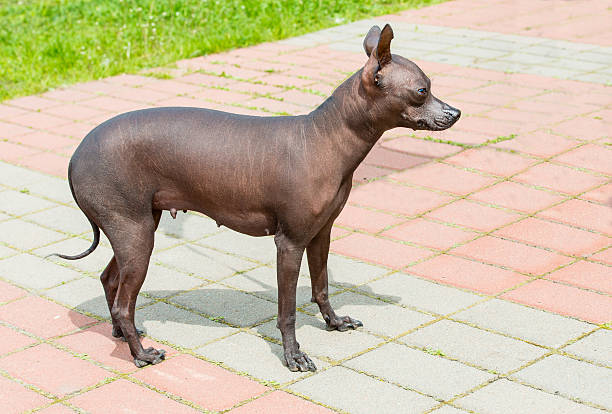 istock Xoloitzcuintli hairless dog. 614438910