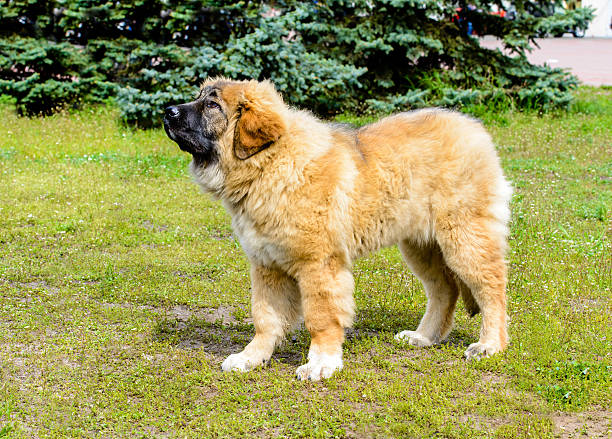 istock Caucasian Shepherd Dog puppy stands. 614439330