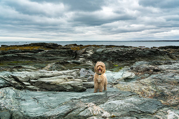 Cute Puppy Stand on Ocean Rocks under dusky sky.