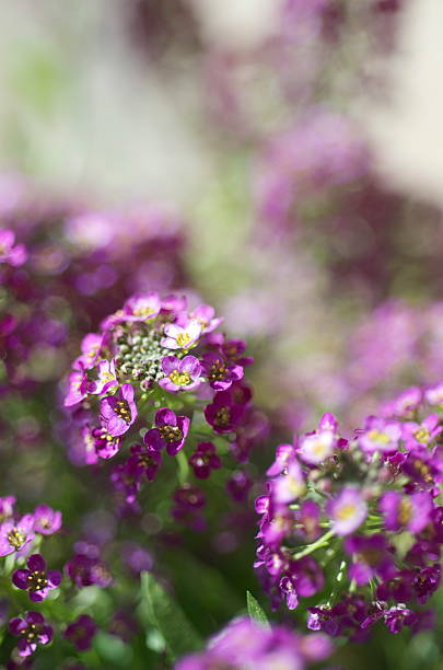 istock Purple lobularia maritima 614439544