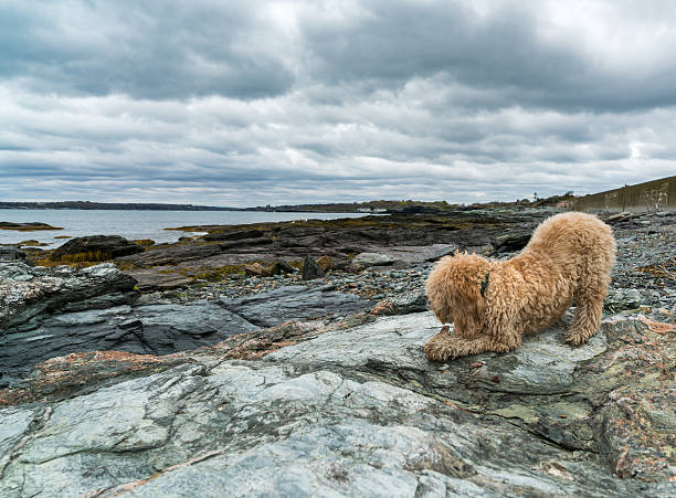 Puppy Plays on Ocean Rocks under Cloudy Sky.