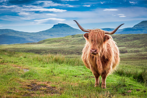 vaca de las tierras altas de pastoreo en la isla de skye, escocia - cattle highland cattle beef animal fotografías e imágenes de stock