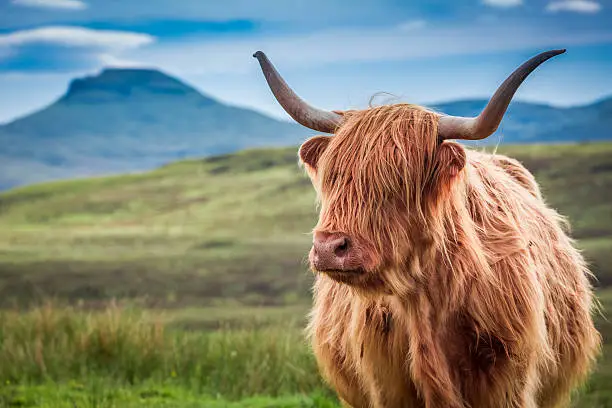 Furry highland cow in Isle of Skye, Scotland