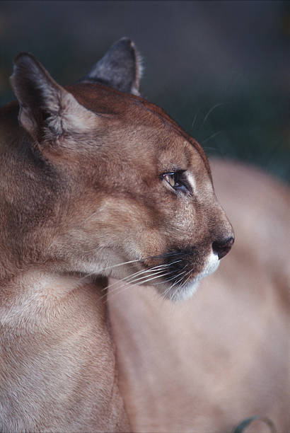istock Mountain lion is the second largest cat in South America 614440948