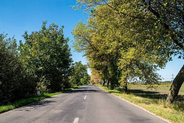 istock Rural road between row of trees late summer 614440978