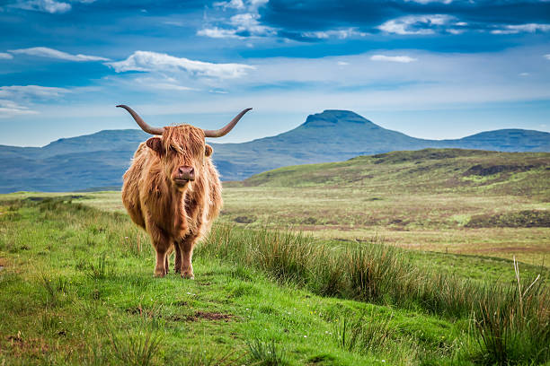 braune hochlandkuh in isle of skye, schottland - schottische kultur stock-fotos und bilder