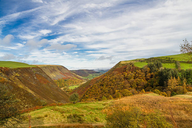 istock Autumn Fall scene, grass and Trees, Wales, United Kingdom. 614442684