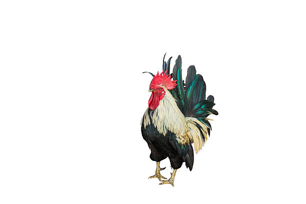 istock Beautiful rooster isolated on white background. 614442874