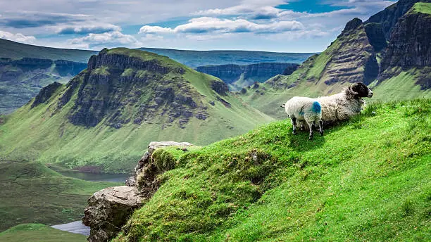 Sheeps in Quiraing, Scotland, United Kingdom