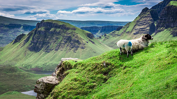 sheeps w: quiraing, scotland, united kingdom - quiraing needle zdjęcia i obrazy z banku zdjęć