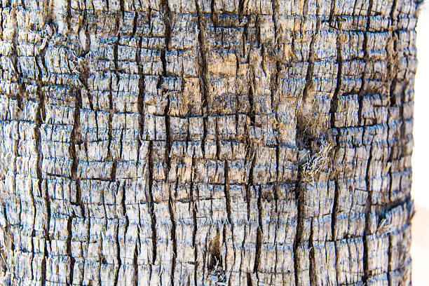 istock Closeup of palm bark 614443180