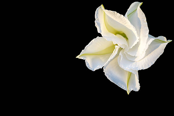 istock Moonflower (Ipomoea alba L.). Edible flower 614443534